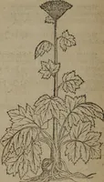 Picture 304 of 801 from A nievve herball, or Historie of plantes : wherein is contayned the whole discourse and perfect description of all sortes of herbes and plantes : their divers & sundry kindes ... and that not onely of those whiche are here growyng in this our countrie of Englande, but of all others also of forrayne realmes commonly used in physicke ; first set foorth in the Doutche or Almaigne tongue (1578), leaf 319