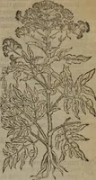 Picture 305 of 801 from A nievve herball, or Historie of plantes : wherein is contayned the whole discourse and perfect description of all sortes of herbes and plantes : their divers & sundry kindes ... and that not onely of those whiche are here growyng in this our countrie of Englande, but of all others also of forrayne realmes commonly used in physicke ; first set foorth in the Doutche or Almaigne tongue (1578), leaf 320