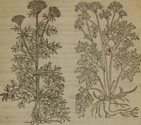 Picture 306 of 801 from A nievve herball, or Historie of plantes : wherein is contayned the whole discourse and perfect description of all sortes of herbes and plantes : their divers & sundry kindes ... and that not onely of those whiche are here growyng in this our countrie of Englande, but of all others also of forrayne realmes commonly used in physicke ; first set foorth in the Doutche or Almaigne tongue (1578), leaf 322