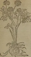 Picture 307 of 801 from A nievve herball, or Historie of plantes : wherein is contayned the whole discourse and perfect description of all sortes of herbes and plantes : their divers & sundry kindes ... and that not onely of those whiche are here growyng in this our countrie of Englande, but of all others also of forrayne realmes commonly used in physicke ; first set foorth in the Doutche or Almaigne tongue (1578), leaf 324