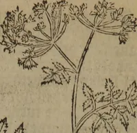 Picture 308 of 801 from A nievve herball, or Historie of plantes : wherein is contayned the whole discourse and perfect description of all sortes of herbes and plantes : their divers & sundry kindes ... and that not onely of those whiche are here growyng in this our countrie of Englande, but of all others also of forrayne realmes commonly used in physicke ; first set foorth in the Doutche or Almaigne tongue (1578), leaf 324