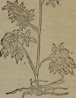 Picture 309 of 801 from A nievve herball, or Historie of plantes : wherein is contayned the whole discourse and perfect description of all sortes of herbes and plantes : their divers & sundry kindes ... and that not onely of those whiche are here growyng in this our countrie of Englande, but of all others also of forrayne realmes commonly used in physicke ; first set foorth in the Doutche or Almaigne tongue (1578), leaf 324