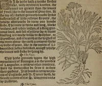 Picture 310 of 801 from A nievve herball, or Historie of plantes : wherein is contayned the whole discourse and perfect description of all sortes of herbes and plantes : their divers & sundry kindes ... and that not onely of those whiche are here growyng in this our countrie of Englande, but of all others also of forrayne realmes commonly used in physicke ; first set foorth in the Doutche or Almaigne tongue (1578), leaf 325