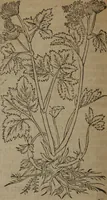 Picture 311 of 801 from A nievve herball, or Historie of plantes : wherein is contayned the whole discourse and perfect description of all sortes of herbes and plantes : their divers & sundry kindes ... and that not onely of those whiche are here growyng in this our countrie of Englande, but of all others also of forrayne realmes commonly used in physicke ; first set foorth in the Doutche or Almaigne tongue (1578), leaf 327