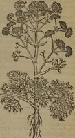 Picture 312 of 801 from A nievve herball, or Historie of plantes : wherein is contayned the whole discourse and perfect description of all sortes of herbes and plantes : their divers & sundry kindes ... and that not onely of those whiche are here growyng in this our countrie of Englande, but of all others also of forrayne realmes commonly used in physicke ; first set foorth in the Doutche or Almaigne tongue (1578), leaf 328