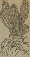 An illustration from A nievve herball, or Historie of plantes : wherein is contayned the whole discourse and perfect description of all sortes of herbes and plantes : their divers & sundry kindes ... and that not onely of those whiche are here growyng in this our countrie of Englande, but of all others also of forrayne realmes commonly used in physicke ; first set foorth in the Doutche or Almaigne tongue (1578)