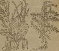Picture 16 of 801 from A nievve herball, or Historie of plantes : wherein is contayned the whole discourse and perfect description of all sortes of herbes and plantes : their divers & sundry kindes ... and that not onely of those whiche are here growyng in this our countrie of Englande, but of all others also of forrayne realmes commonly used in physicke ; first set foorth in the Doutche or Almaigne tongue (1578), leaf 34
