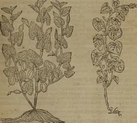 Picture 315 of 801 from A nievve herball, or Historie of plantes : wherein is contayned the whole discourse and perfect description of all sortes of herbes and plantes : their divers & sundry kindes ... and that not onely of those whiche are here growyng in this our countrie of Englande, but of all others also of forrayne realmes commonly used in physicke ; first set foorth in the Doutche or Almaigne tongue (1578), leaf 340