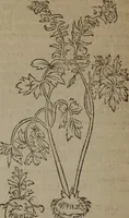 An illustration from A nievve herball, or Historie of plantes : wherein is contayned the whole discourse and perfect description of all sortes of herbes and plantes : their divers & sundry kindes ... and that not onely of those whiche are here growyng in this our countrie of Englande, but of all others also of forrayne realmes commonly used in physicke ; first set foorth in the Doutche or Almaigne tongue (1578)
