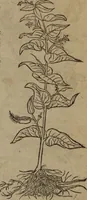 Picture 317 of 801 from A nievve herball, or Historie of plantes : wherein is contayned the whole discourse and perfect description of all sortes of herbes and plantes : their divers & sundry kindes ... and that not onely of those whiche are here growyng in this our countrie of Englande, but of all others also of forrayne realmes commonly used in physicke ; first set foorth in the Doutche or Almaigne tongue (1578), leaf 344