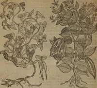 Picture 318 of 801 from A nievve herball, or Historie of plantes : wherein is contayned the whole discourse and perfect description of all sortes of herbes and plantes : their divers & sundry kindes ... and that not onely of those whiche are here growyng in this our countrie of Englande, but of all others also of forrayne realmes commonly used in physicke ; first set foorth in the Doutche or Almaigne tongue (1578), leaf 345