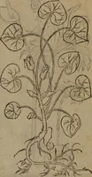 Picture 319 of 801 from A nievve herball, or Historie of plantes : wherein is contayned the whole discourse and perfect description of all sortes of herbes and plantes : their divers & sundry kindes ... and that not onely of those whiche are here growyng in this our countrie of Englande, but of all others also of forrayne realmes commonly used in physicke ; first set foorth in the Doutche or Almaigne tongue (1578), leaf 346