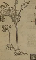 Picture 320 of 801 from A nievve herball, or Historie of plantes : wherein is contayned the whole discourse and perfect description of all sortes of herbes and plantes : their divers & sundry kindes ... and that not onely of those whiche are here growyng in this our countrie of Englande, but of all others also of forrayne realmes commonly used in physicke ; first set foorth in the Doutche or Almaigne tongue (1578), leaf 347