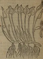 Picture 321 of 801 from A nievve herball, or Historie of plantes : wherein is contayned the whole discourse and perfect description of all sortes of herbes and plantes : their divers & sundry kindes ... and that not onely of those whiche are here growyng in this our countrie of Englande, but of all others also of forrayne realmes commonly used in physicke ; first set foorth in the Doutche or Almaigne tongue (1578), leaf 347