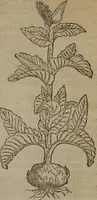Picture 322 of 801 from A nievve herball, or Historie of plantes : wherein is contayned the whole discourse and perfect description of all sortes of herbes and plantes : their divers & sundry kindes ... and that not onely of those whiche are here growyng in this our countrie of Englande, but of all others also of forrayne realmes commonly used in physicke ; first set foorth in the Doutche or Almaigne tongue (1578), leaf 348
