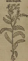 Picture 17 of 801 from A nievve herball, or Historie of plantes : wherein is contayned the whole discourse and perfect description of all sortes of herbes and plantes : their divers & sundry kindes ... and that not onely of those whiche are here growyng in this our countrie of Englande, but of all others also of forrayne realmes commonly used in physicke ; first set foorth in the Doutche or Almaigne tongue (1578), leaf 35