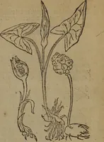 Picture 323 of 801 from A nievve herball, or Historie of plantes : wherein is contayned the whole discourse and perfect description of all sortes of herbes and plantes : their divers & sundry kindes ... and that not onely of those whiche are here growyng in this our countrie of Englande, but of all others also of forrayne realmes commonly used in physicke ; first set foorth in the Doutche or Almaigne tongue (1578), leaf 350