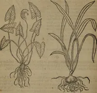 Picture 324 of 801 from A nievve herball, or Historie of plantes : wherein is contayned the whole discourse and perfect description of all sortes of herbes and plantes : their divers & sundry kindes ... and that not onely of those whiche are here growyng in this our countrie of Englande, but of all others also of forrayne realmes commonly used in physicke ; first set foorth in the Doutche or Almaigne tongue (1578), leaf 351