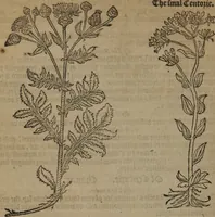 Picture 325 of 801 from A nievve herball, or Historie of plantes : wherein is contayned the whole discourse and perfect description of all sortes of herbes and plantes : their divers & sundry kindes ... and that not onely of those whiche are here growyng in this our countrie of Englande, but of all others also of forrayne realmes commonly used in physicke ; first set foorth in the Doutche or Almaigne tongue (1578), leaf 353