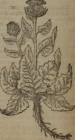 Picture 326 of 801 from A nievve herball, or Historie of plantes : wherein is contayned the whole discourse and perfect description of all sortes of herbes and plantes : their divers & sundry kindes ... and that not onely of those whiche are here growyng in this our countrie of Englande, but of all others also of forrayne realmes commonly used in physicke ; first set foorth in the Doutche or Almaigne tongue (1578), leaf 355