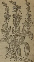 Picture 328 of 801 from A nievve herball, or Historie of plantes : wherein is contayned the whole discourse and perfect description of all sortes of herbes and plantes : their divers & sundry kindes ... and that not onely of those whiche are here growyng in this our countrie of Englande, but of all others also of forrayne realmes commonly used in physicke ; first set foorth in the Doutche or Almaigne tongue (1578), leaf 359