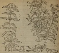 Picture 330 of 801 from A nievve herball, or Historie of plantes : wherein is contayned the whole discourse and perfect description of all sortes of herbes and plantes : their divers & sundry kindes ... and that not onely of those whiche are here growyng in this our countrie of Englande, but of all others also of forrayne realmes commonly used in physicke ; first set foorth in the Doutche or Almaigne tongue (1578), leaf 361