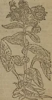 Picture 331 of 801 from A nievve herball, or Historie of plantes : wherein is contayned the whole discourse and perfect description of all sortes of herbes and plantes : their divers & sundry kindes ... and that not onely of those whiche are here growyng in this our countrie of Englande, but of all others also of forrayne realmes commonly used in physicke ; first set foorth in the Doutche or Almaigne tongue (1578), leaf 362
