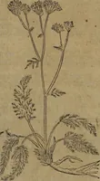 Picture 332 of 801 from A nievve herball, or Historie of plantes : wherein is contayned the whole discourse and perfect description of all sortes of herbes and plantes : their divers & sundry kindes ... and that not onely of those whiche are here growyng in this our countrie of Englande, but of all others also of forrayne realmes commonly used in physicke ; first set foorth in the Doutche or Almaigne tongue (1578), leaf 364