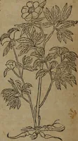 Picture 333 of 801 from A nievve herball, or Historie of plantes : wherein is contayned the whole discourse and perfect description of all sortes of herbes and plantes : their divers & sundry kindes ... and that not onely of those whiche are here growyng in this our countrie of Englande, but of all others also of forrayne realmes commonly used in physicke ; first set foorth in the Doutche or Almaigne tongue (1578), leaf 365