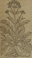 Picture 334 of 801 from A nievve herball, or Historie of plantes : wherein is contayned the whole discourse and perfect description of all sortes of herbes and plantes : their divers & sundry kindes ... and that not onely of those whiche are here growyng in this our countrie of Englande, but of all others also of forrayne realmes commonly used in physicke ; first set foorth in the Doutche or Almaigne tongue (1578), leaf 366