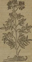 Picture 335 of 801 from A nievve herball, or Historie of plantes : wherein is contayned the whole discourse and perfect description of all sortes of herbes and plantes : their divers & sundry kindes ... and that not onely of those whiche are here growyng in this our countrie of Englande, but of all others also of forrayne realmes commonly used in physicke ; first set foorth in the Doutche or Almaigne tongue (1578), leaf 366