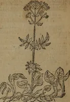Picture 336 of 801 from A nievve herball, or Historie of plantes : wherein is contayned the whole discourse and perfect description of all sortes of herbes and plantes : their divers & sundry kindes ... and that not onely of those whiche are here growyng in this our countrie of Englande, but of all others also of forrayne realmes commonly used in physicke ; first set foorth in the Doutche or Almaigne tongue (1578), leaf 367