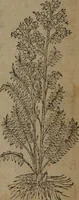 Picture 337 of 801 from A nievve herball, or Historie of plantes : wherein is contayned the whole discourse and perfect description of all sortes of herbes and plantes : their divers & sundry kindes ... and that not onely of those whiche are here growyng in this our countrie of Englande, but of all others also of forrayne realmes commonly used in physicke ; first set foorth in the Doutche or Almaigne tongue (1578), leaf 367