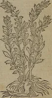 Picture 338 of 801 from A nievve herball, or Historie of plantes : wherein is contayned the whole discourse and perfect description of all sortes of herbes and plantes : their divers & sundry kindes ... and that not onely of those whiche are here growyng in this our countrie of Englande, but of all others also of forrayne realmes commonly used in physicke ; first set foorth in the Doutche or Almaigne tongue (1578), leaf 368