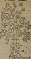 Picture 339 of 801 from A nievve herball, or Historie of plantes : wherein is contayned the whole discourse and perfect description of all sortes of herbes and plantes : their divers & sundry kindes ... and that not onely of those whiche are here growyng in this our countrie of Englande, but of all others also of forrayne realmes commonly used in physicke ; first set foorth in the Doutche or Almaigne tongue (1578), leaf 369