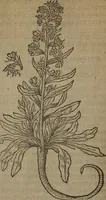 Picture 18 of 801 from A nievve herball, or Historie of plantes : wherein is contayned the whole discourse and perfect description of all sortes of herbes and plantes : their divers & sundry kindes ... and that not onely of those whiche are here growyng in this our countrie of Englande, but of all others also of forrayne realmes commonly used in physicke ; first set foorth in the Doutche or Almaigne tongue (1578), leaf 37
