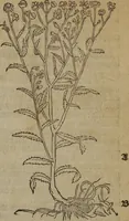 Picture 340 of 801 from A nievve herball, or Historie of plantes : wherein is contayned the whole discourse and perfect description of all sortes of herbes and plantes : their divers & sundry kindes ... and that not onely of those whiche are here growyng in this our countrie of Englande, but of all others also of forrayne realmes commonly used in physicke ; first set foorth in the Doutche or Almaigne tongue (1578), leaf 370
