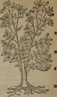Picture 341 of 801 from A nievve herball, or Historie of plantes : wherein is contayned the whole discourse and perfect description of all sortes of herbes and plantes : their divers & sundry kindes ... and that not onely of those whiche are here growyng in this our countrie of Englande, but of all others also of forrayne realmes commonly used in physicke ; first set foorth in the Doutche or Almaigne tongue (1578), leaf 371