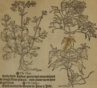 Picture 342 of 801 from A nievve herball, or Historie of plantes : wherein is contayned the whole discourse and perfect description of all sortes of herbes and plantes : their divers & sundry kindes ... and that not onely of those whiche are here growyng in this our countrie of Englande, but of all others also of forrayne realmes commonly used in physicke ; first set foorth in the Doutche or Almaigne tongue (1578), leaf 372