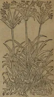 Picture 343 of 801 from A nievve herball, or Historie of plantes : wherein is contayned the whole discourse and perfect description of all sortes of herbes and plantes : their divers & sundry kindes ... and that not onely of those whiche are here growyng in this our countrie of Englande, but of all others also of forrayne realmes commonly used in physicke ; first set foorth in the Doutche or Almaigne tongue (1578), leaf 373