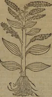Picture 344 of 801 from A nievve herball, or Historie of plantes : wherein is contayned the whole discourse and perfect description of all sortes of herbes and plantes : their divers & sundry kindes ... and that not onely of those whiche are here growyng in this our countrie of Englande, but of all others also of forrayne realmes commonly used in physicke ; first set foorth in the Doutche or Almaigne tongue (1578), leaf 374