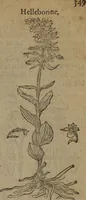 Picture 345 of 801 from A nievve herball, or Historie of plantes : wherein is contayned the whole discourse and perfect description of all sortes of herbes and plantes : their divers & sundry kindes ... and that not onely of those whiche are here growyng in this our countrie of Englande, but of all others also of forrayne realmes commonly used in physicke ; first set foorth in the Doutche or Almaigne tongue (1578), leaf 376