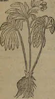 Picture 346 of 801 from A nievve herball, or Historie of plantes : wherein is contayned the whole discourse and perfect description of all sortes of herbes and plantes : their divers & sundry kindes ... and that not onely of those whiche are here growyng in this our countrie of Englande, but of all others also of forrayne realmes commonly used in physicke ; first set foorth in the Doutche or Almaigne tongue (1578), leaf 377