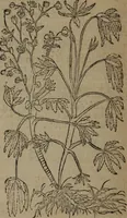 Picture 347 of 801 from A nievve herball, or Historie of plantes : wherein is contayned the whole discourse and perfect description of all sortes of herbes and plantes : their divers & sundry kindes ... and that not onely of those whiche are here growyng in this our countrie of Englande, but of all others also of forrayne realmes commonly used in physicke ; first set foorth in the Doutche or Almaigne tongue (1578), leaf 377