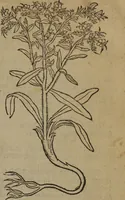 Picture 19 of 801 from A nievve herball, or Historie of plantes : wherein is contayned the whole discourse and perfect description of all sortes of herbes and plantes : their divers & sundry kindes ... and that not onely of those whiche are here growyng in this our countrie of Englande, but of all others also of forrayne realmes commonly used in physicke ; first set foorth in the Doutche or Almaigne tongue (1578), leaf 38