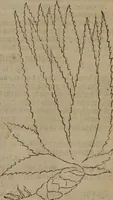 Picture 348 of 801 from A nievve herball, or Historie of plantes : wherein is contayned the whole discourse and perfect description of all sortes of herbes and plantes : their divers & sundry kindes ... and that not onely of those whiche are here growyng in this our countrie of Englande, but of all others also of forrayne realmes commonly used in physicke ; first set foorth in the Doutche or Almaigne tongue (1578), leaf 380