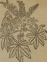 Picture 349 of 801 from A nievve herball, or Historie of plantes : wherein is contayned the whole discourse and perfect description of all sortes of herbes and plantes : their divers & sundry kindes ... and that not onely of those whiche are here growyng in this our countrie of Englande, but of all others also of forrayne realmes commonly used in physicke ; first set foorth in the Doutche or Almaigne tongue (1578), leaf 382