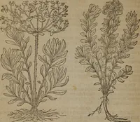 Picture 350 of 801 from A nievve herball, or Historie of plantes : wherein is contayned the whole discourse and perfect description of all sortes of herbes and plantes : their divers & sundry kindes ... and that not onely of those whiche are here growyng in this our countrie of Englande, but of all others also of forrayne realmes commonly used in physicke ; first set foorth in the Doutche or Almaigne tongue (1578), leaf 383