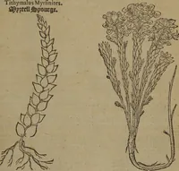 Picture 351 of 801 from A nievve herball, or Historie of plantes : wherein is contayned the whole discourse and perfect description of all sortes of herbes and plantes : their divers & sundry kindes ... and that not onely of those whiche are here growyng in this our countrie of Englande, but of all others also of forrayne realmes commonly used in physicke ; first set foorth in the Doutche or Almaigne tongue (1578), leaf 384
