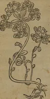 Picture 352 of 801 from A nievve herball, or Historie of plantes : wherein is contayned the whole discourse and perfect description of all sortes of herbes and plantes : their divers & sundry kindes ... and that not onely of those whiche are here growyng in this our countrie of Englande, but of all others also of forrayne realmes commonly used in physicke ; first set foorth in the Doutche or Almaigne tongue (1578), leaf 385